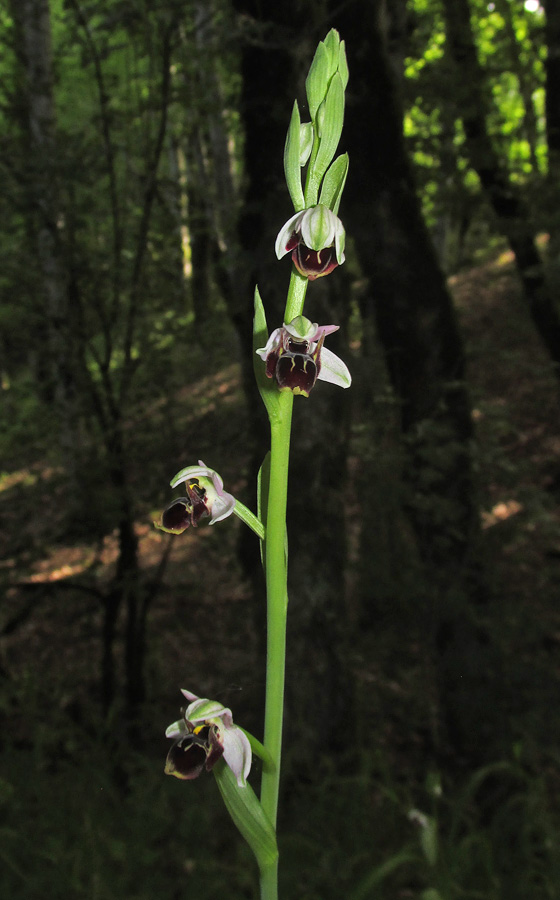 Image of Ophrys oestrifera specimen.