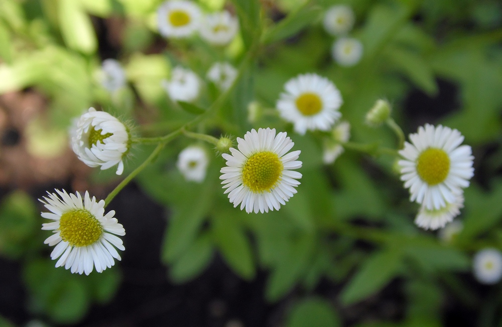 Image of Erigeron annuus specimen.