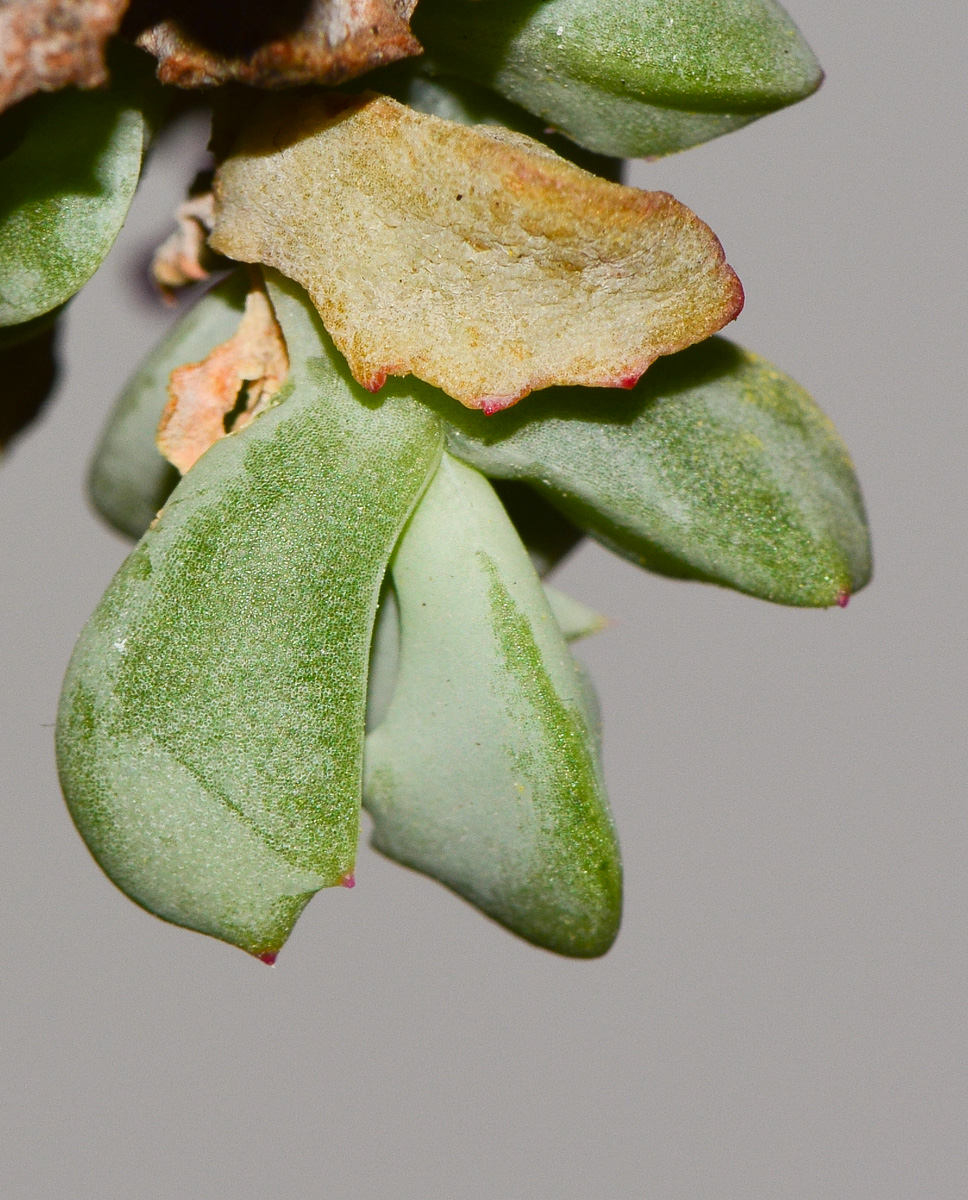 Image of Lampranthus deltoides specimen.