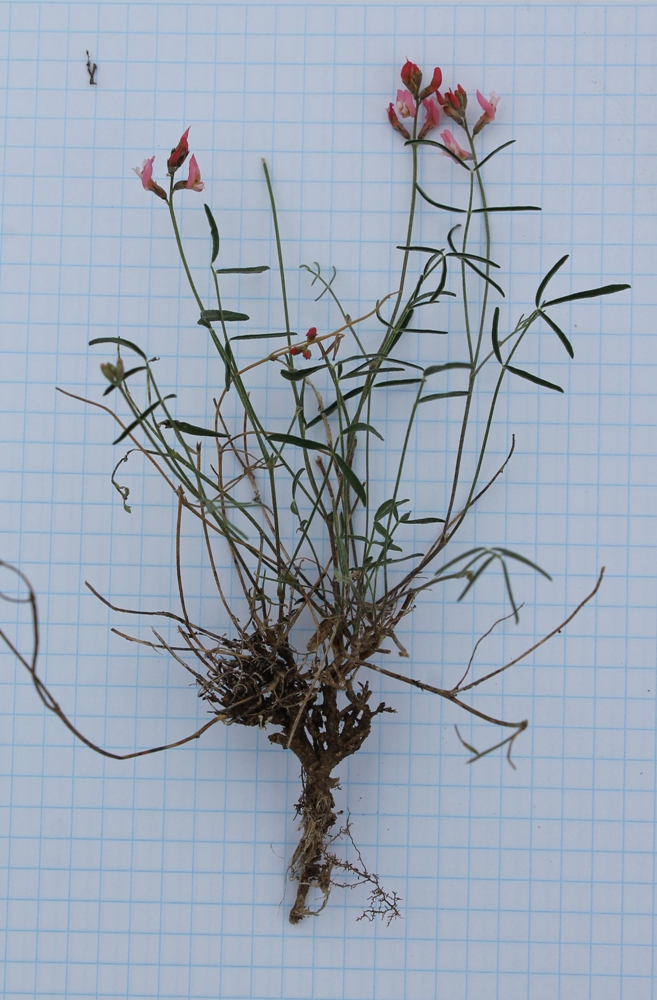 Image of Astragalus miniatus specimen.