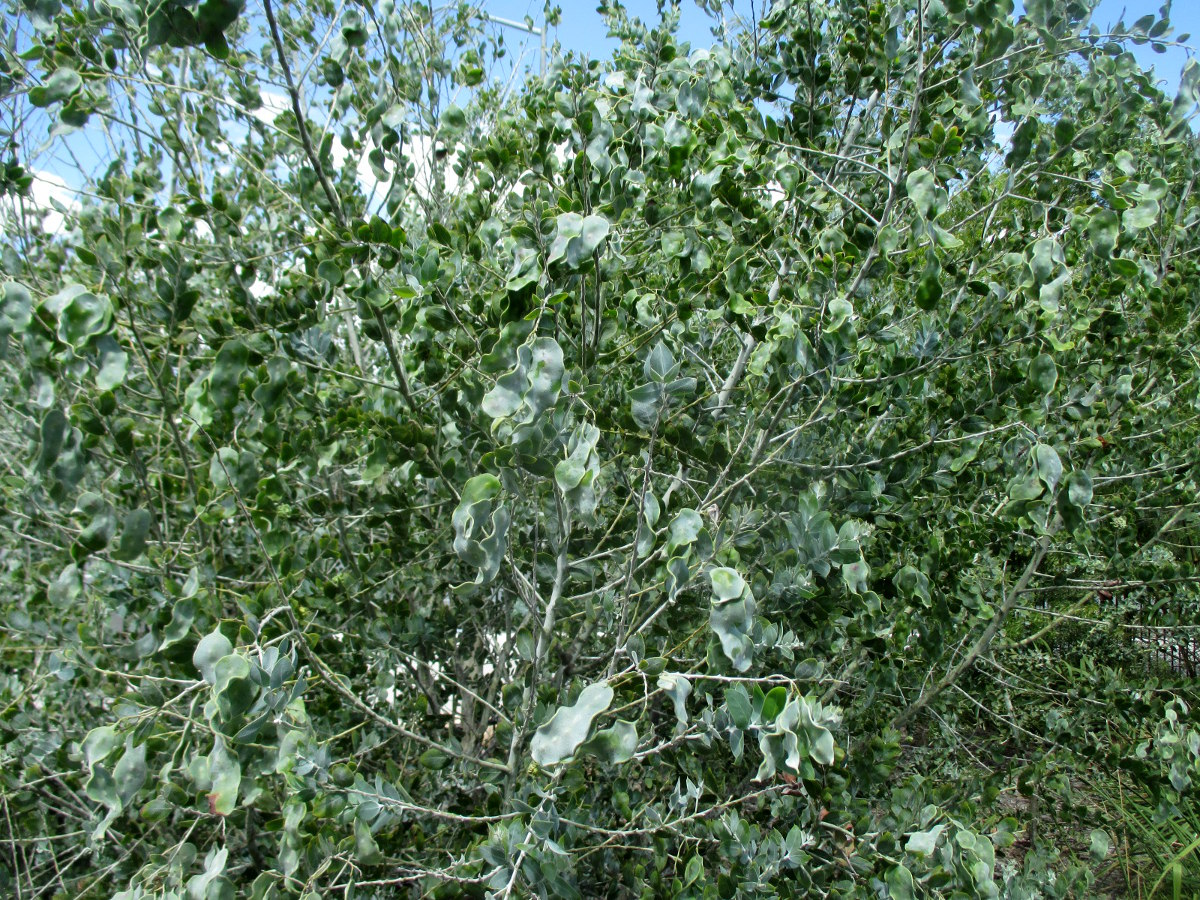 Image of Acacia podalyriifolia specimen.