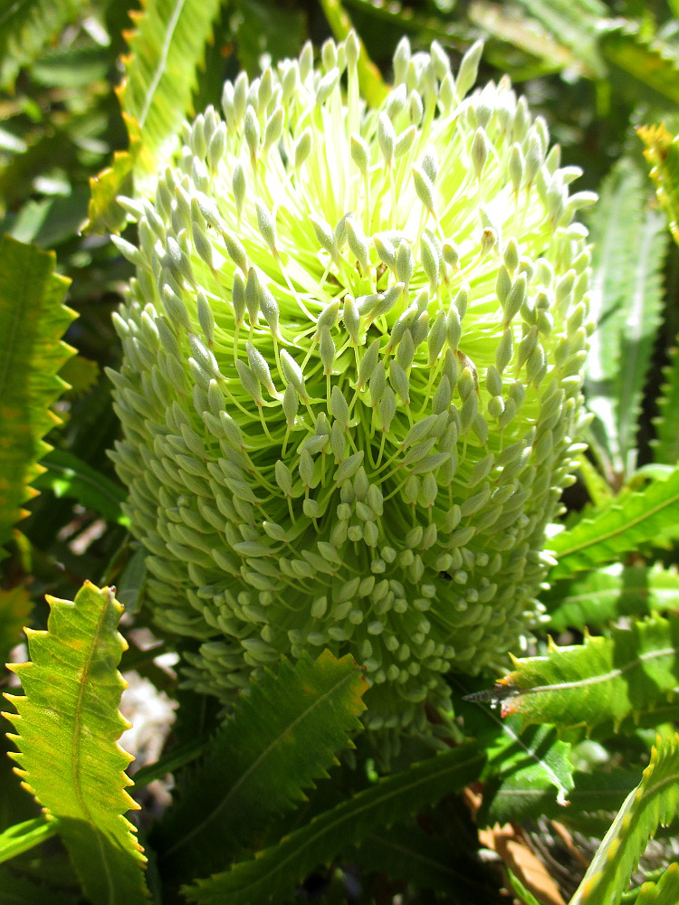 Image of Banksia aemula specimen.