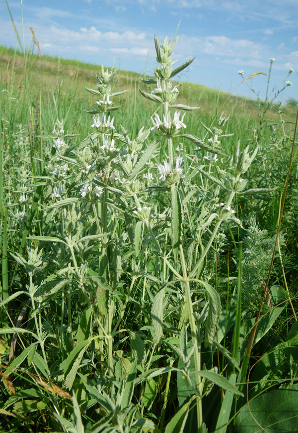 Изображение особи Marrubium praecox.