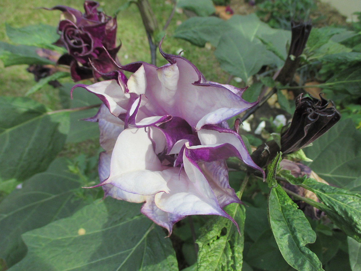 Изображение особи Datura metel.