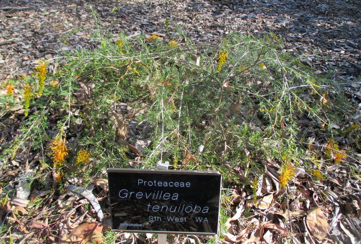 Image of Grevillea tenuiloba specimen.