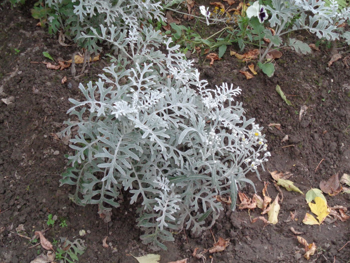 Image of Senecio cineraria specimen.