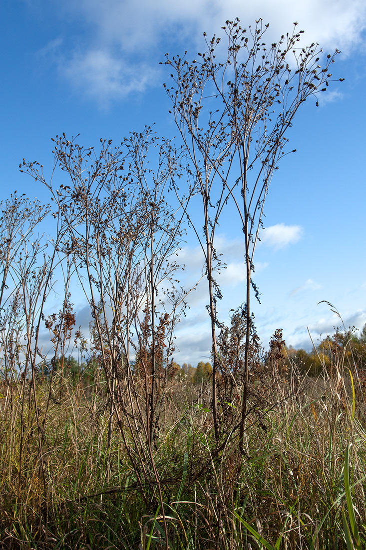 Image of Senecio jacobaea specimen.