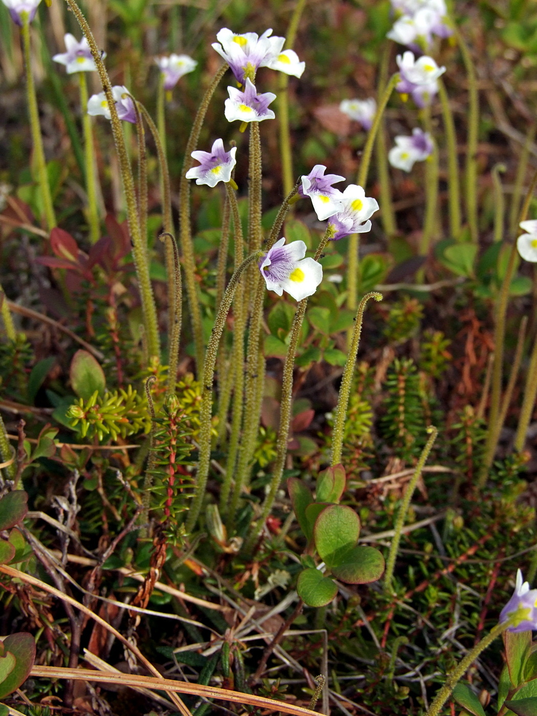 Изображение особи Pinguicula spathulata.