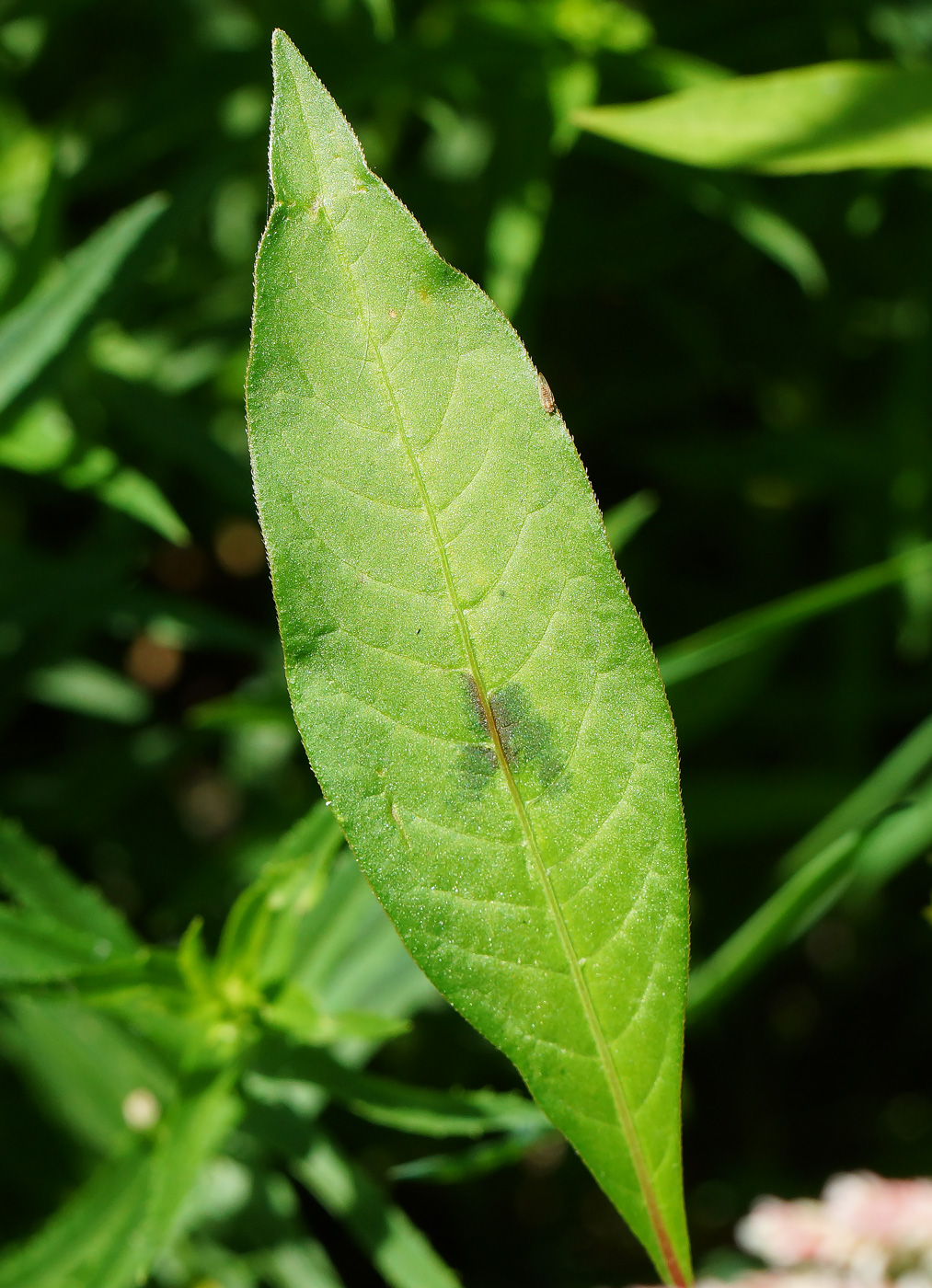 Image of Persicaria lapathifolia specimen.