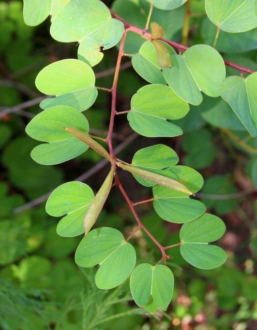 Image of Bauhinia brachycarpa specimen.