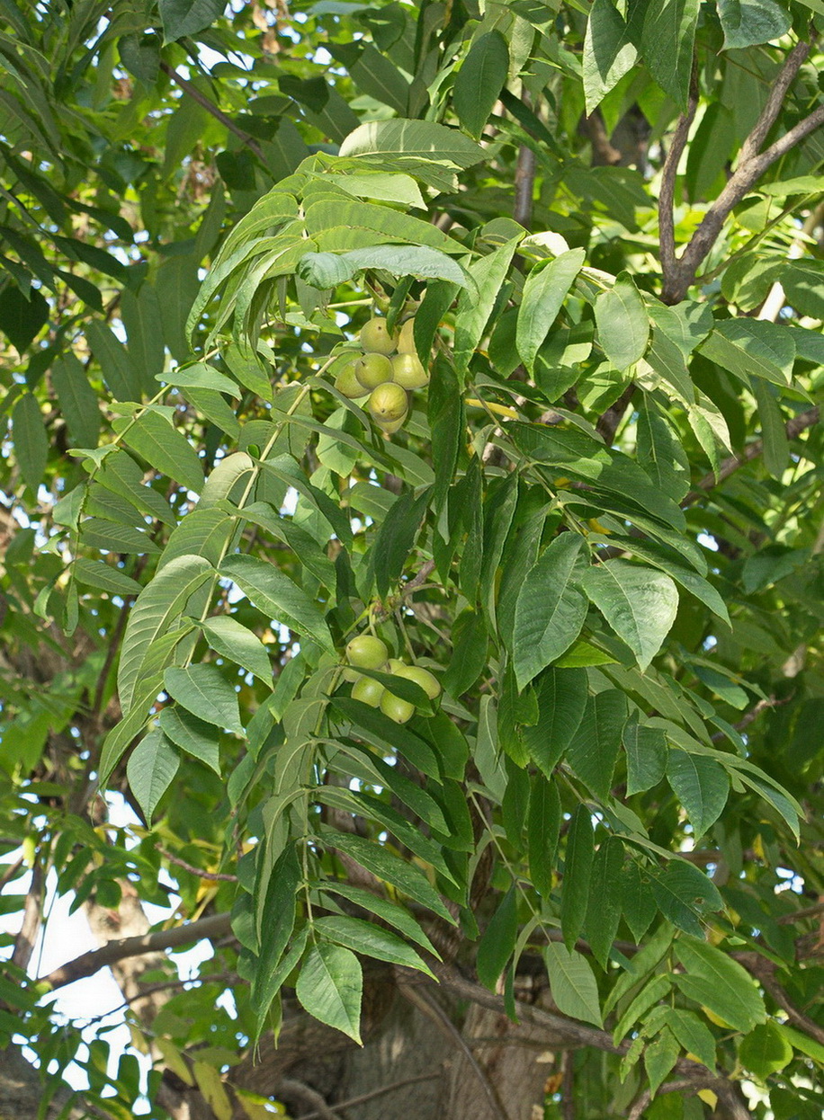 Image of genus Juglans specimen.