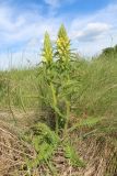 Pedicularis kaufmannii