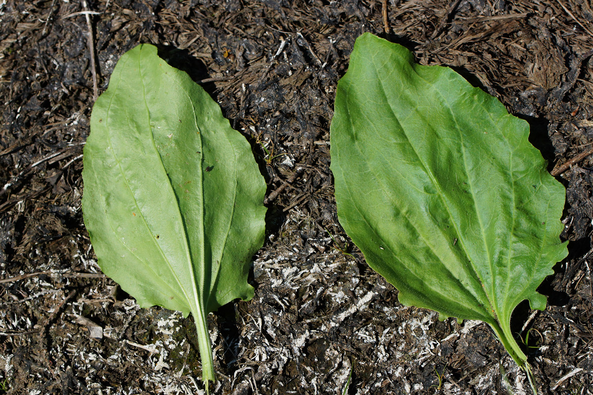 Image of Plantago major specimen.