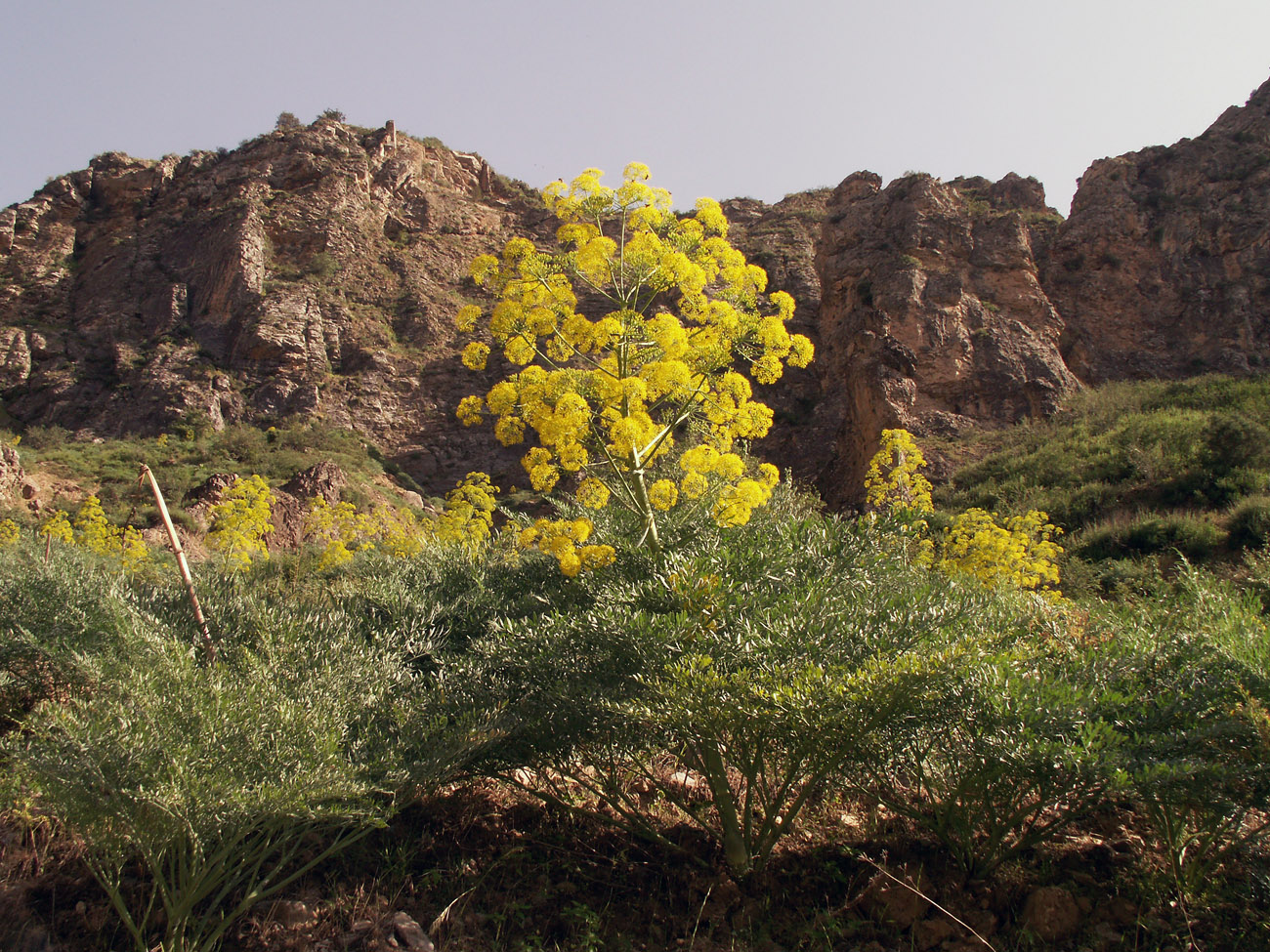 Image of Ferula penninervis specimen.