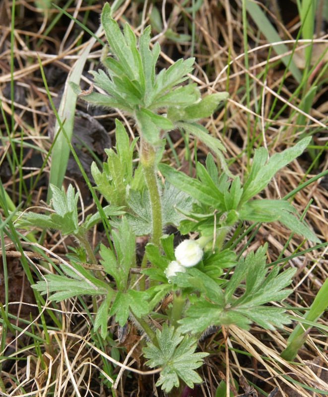 Image of Anemone sylvestris specimen.