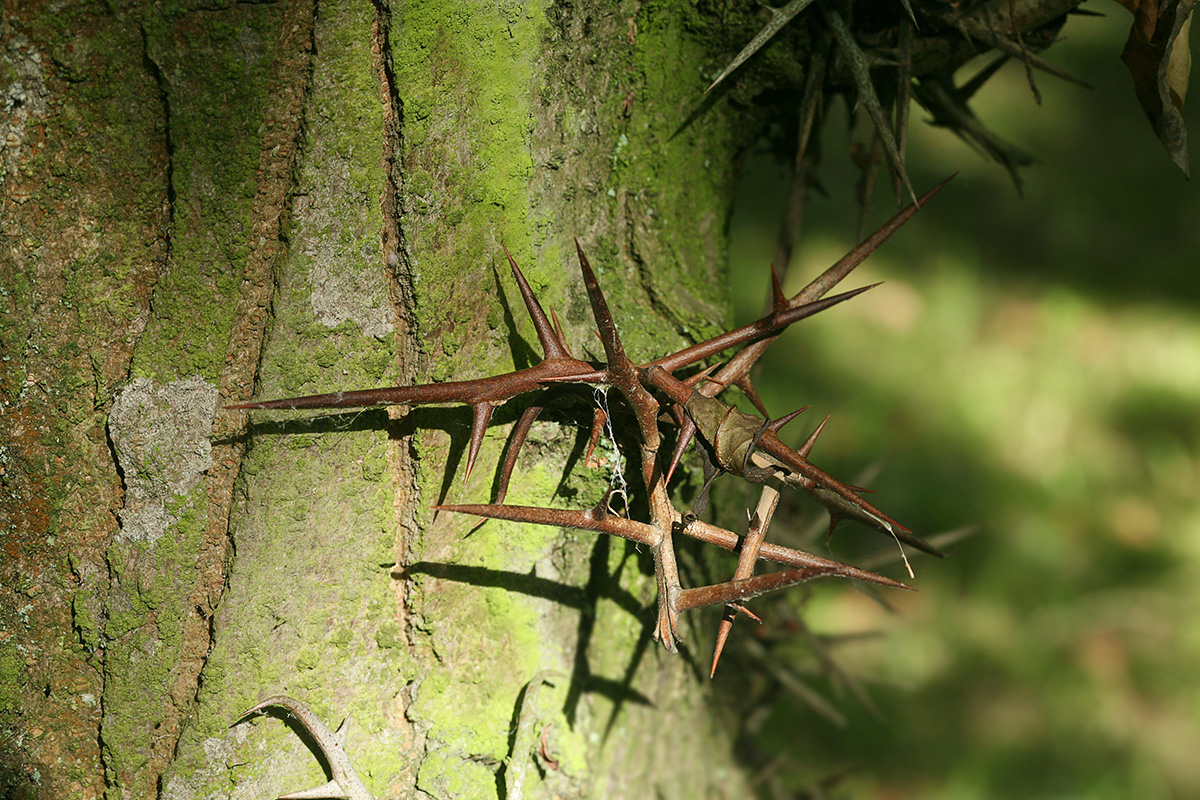 Image of Gleditsia triacanthos specimen.