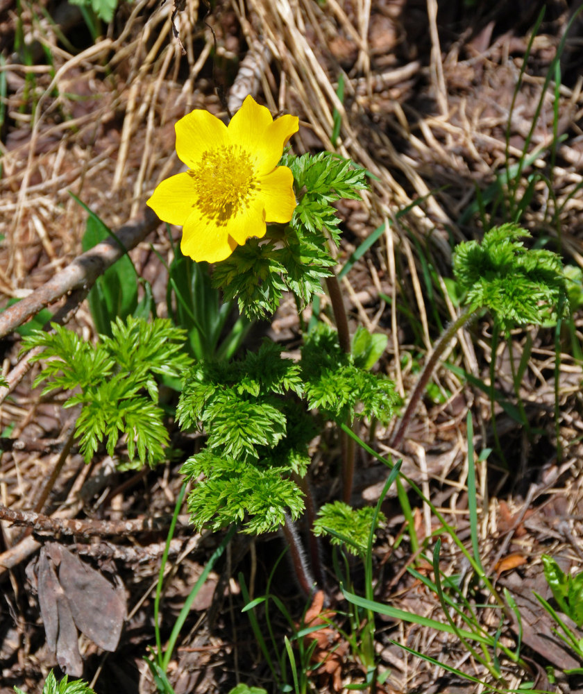 Image of Pulsatilla aurea specimen.