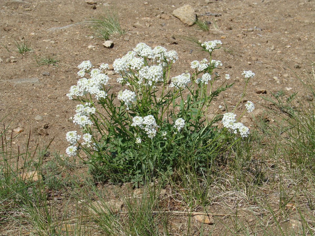 Image of Smelowskia alba specimen.