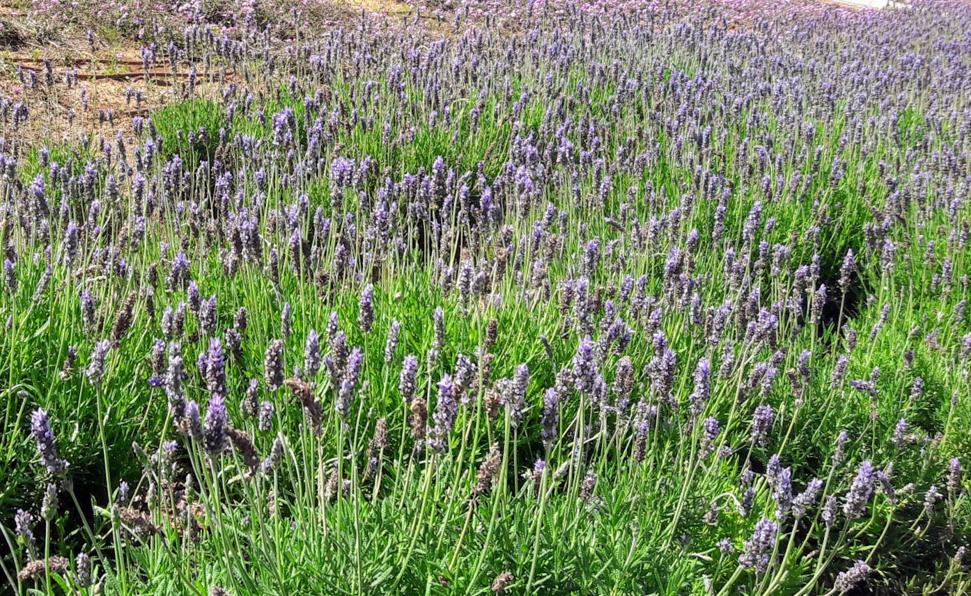 Image of Lavandula dentata specimen.