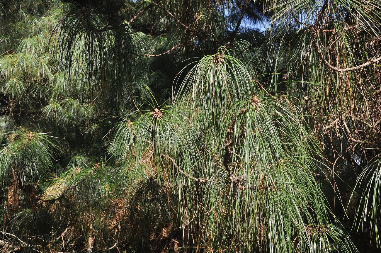 Image of genus Pinus specimen.