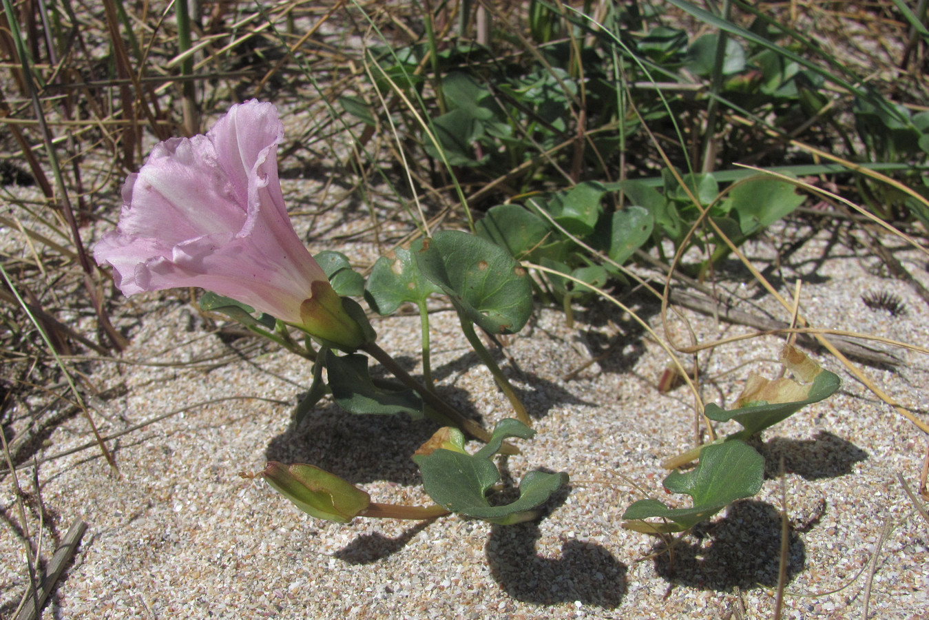 Image of Calystegia soldanella specimen.