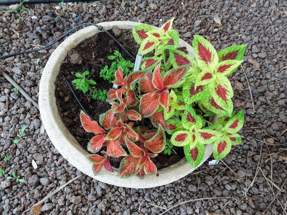 Image of Coleus scutellarioides specimen.