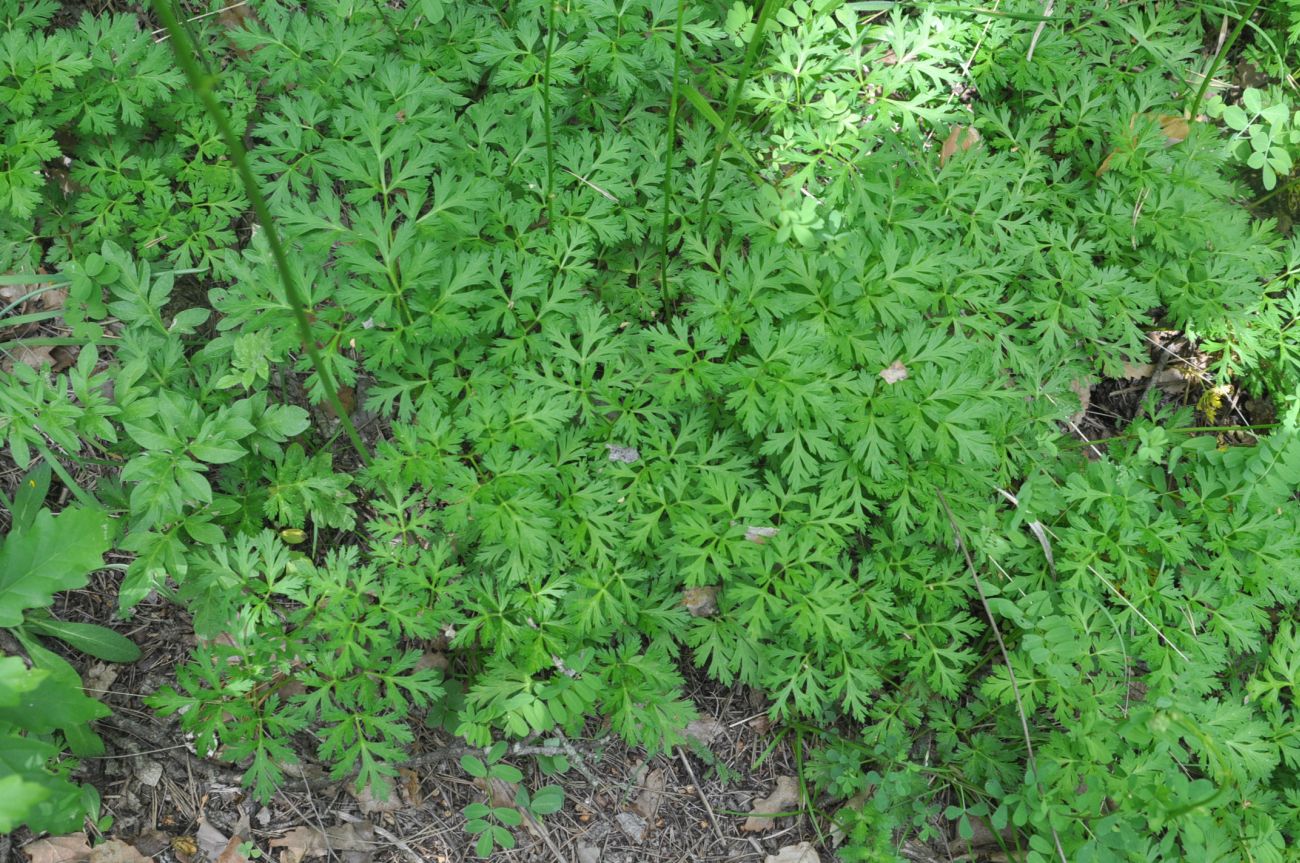 Image of Physospermum cornubiense specimen.