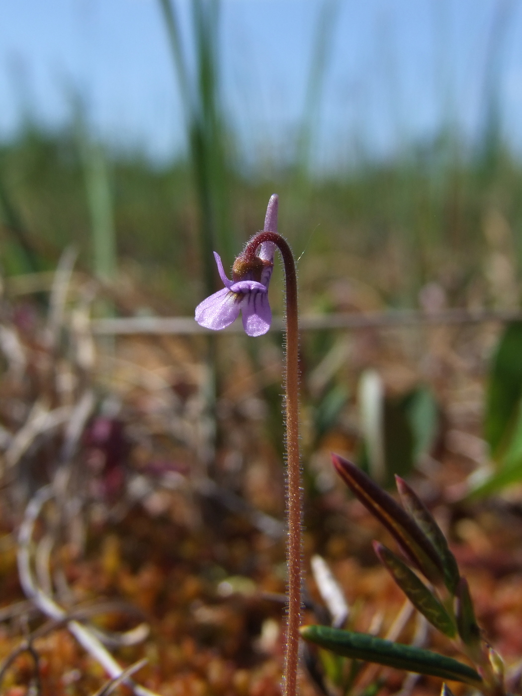 Image of Pinguicula villosa specimen.