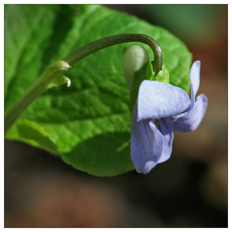 Image of Viola epipsila specimen.