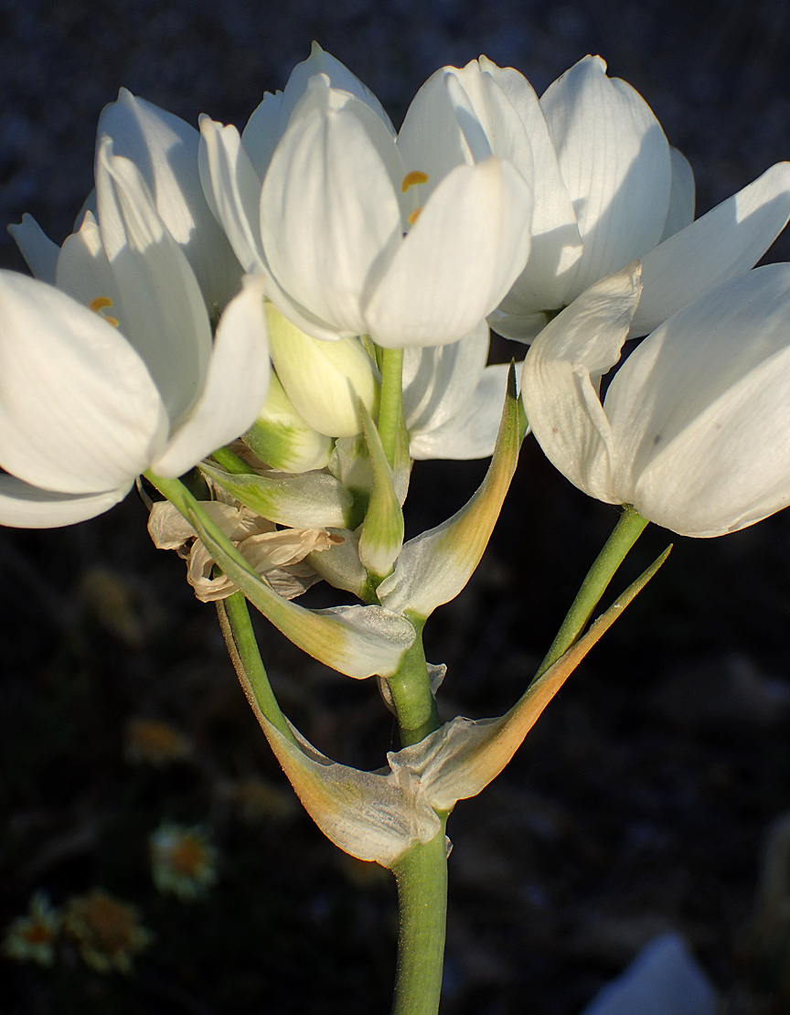 Изображение особи Ornithogalum arabicum.