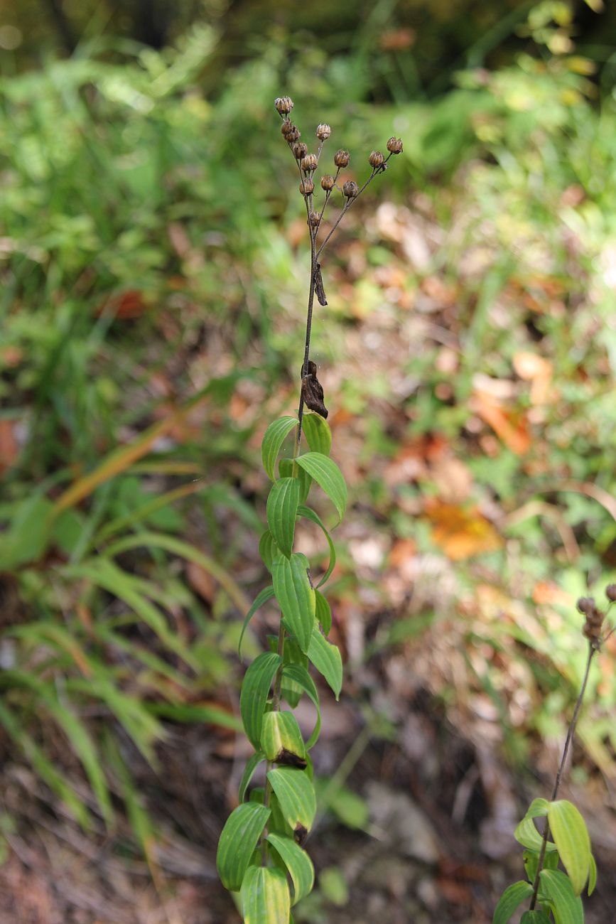 Image of Linum hypericifolium specimen.