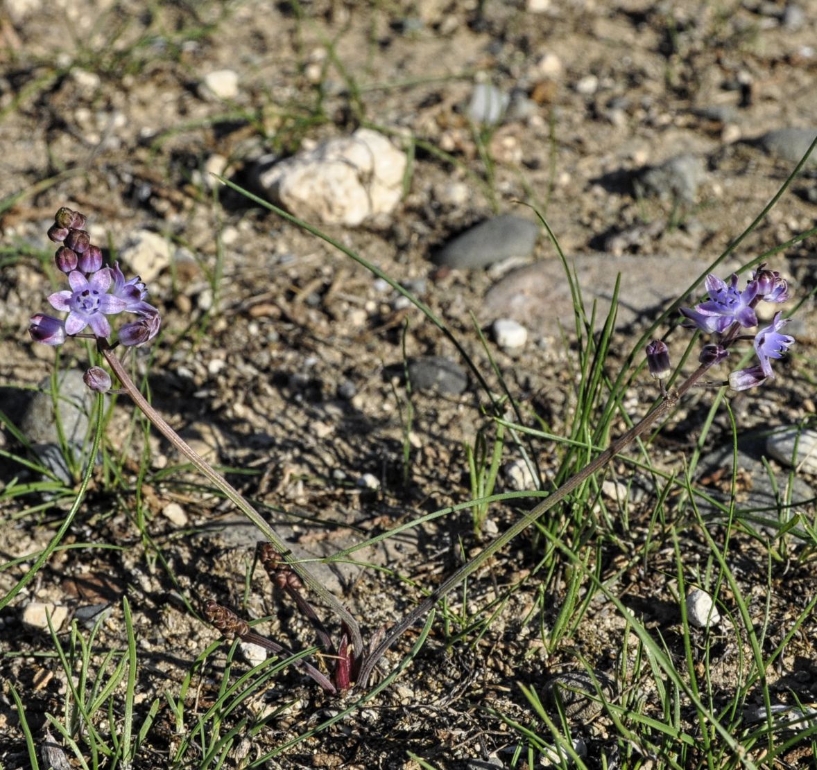 Image of Prospero autumnale specimen.