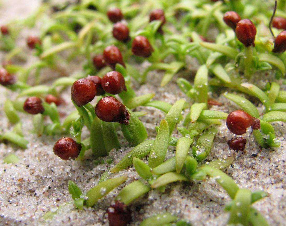 Изображение особи Honckenya peploides ssp. diffusa.