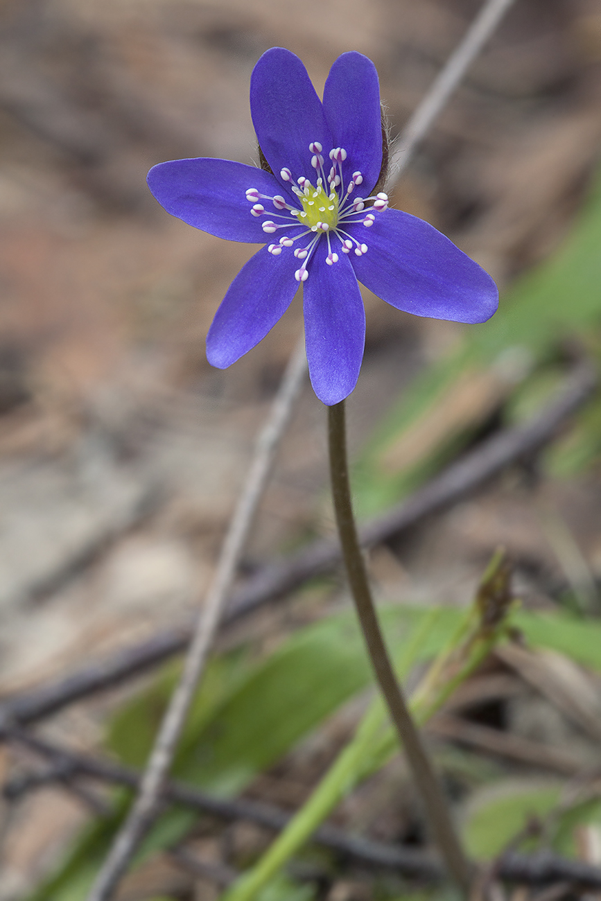 Image of Hepatica nobilis specimen.