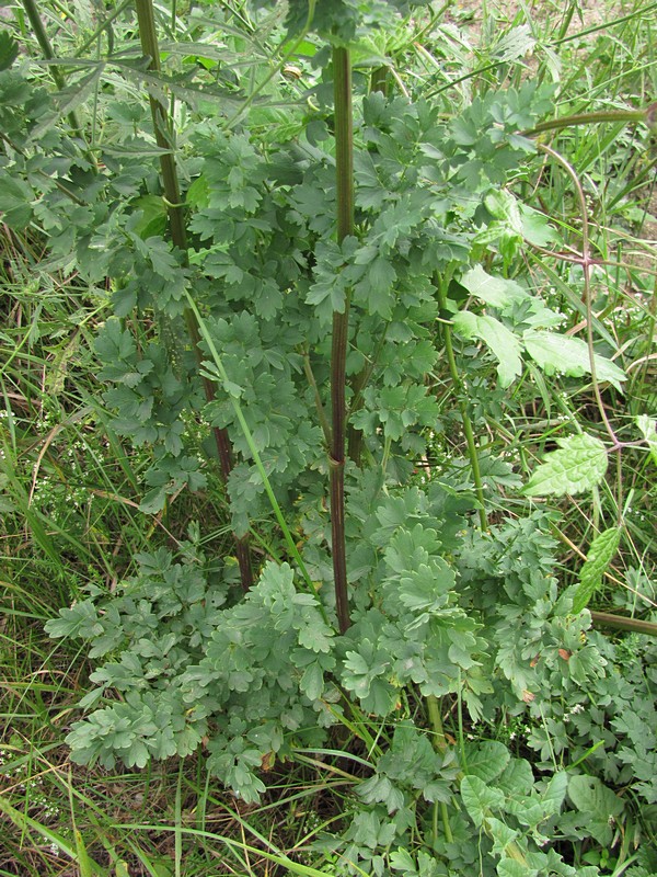 Image of Thalictrum minus specimen.