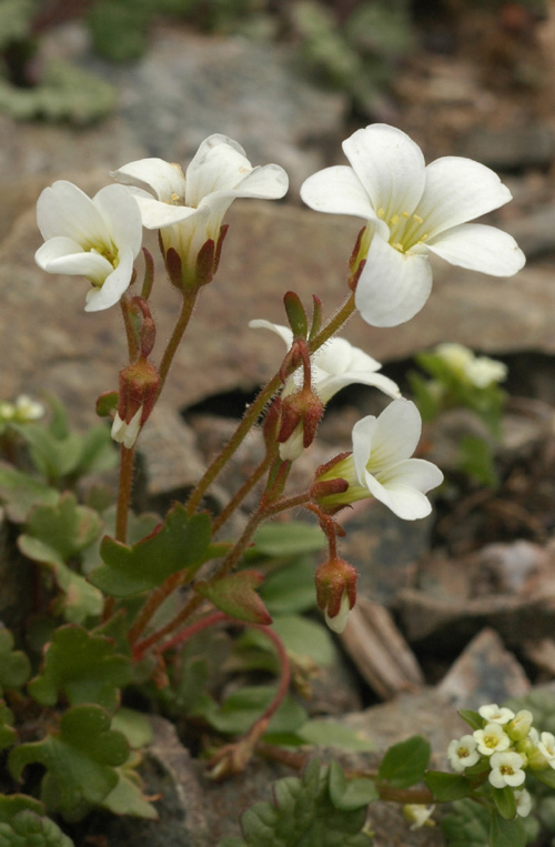 Изображение особи Saxifraga sibirica.