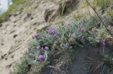 Oxytropis lanata