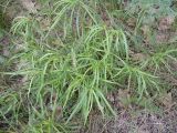 Hieracium filifolium