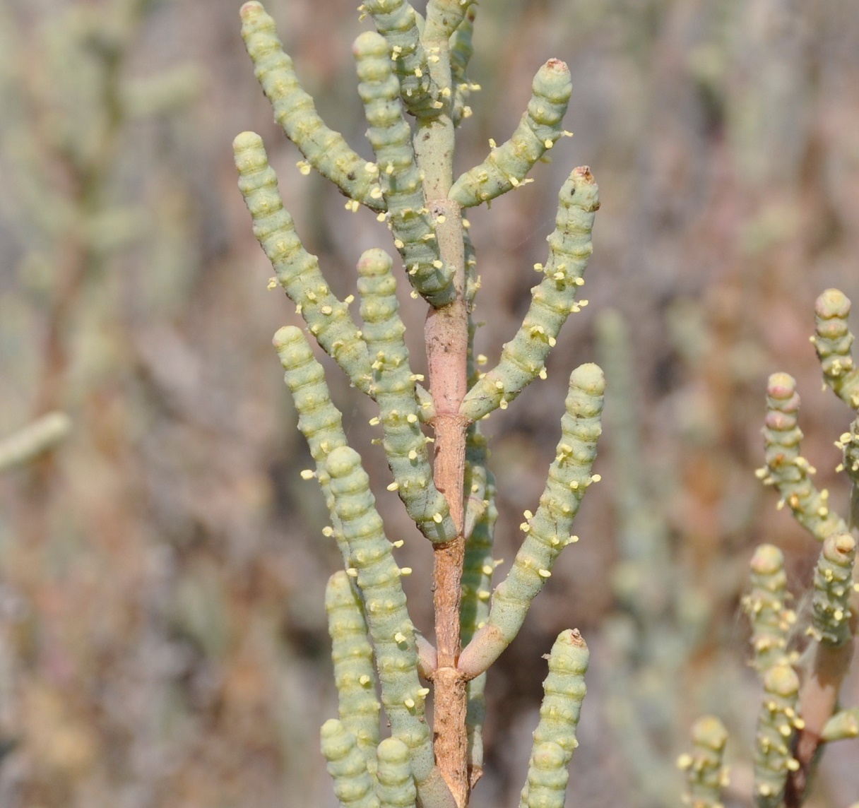 Image of familia Chenopodiaceae specimen.