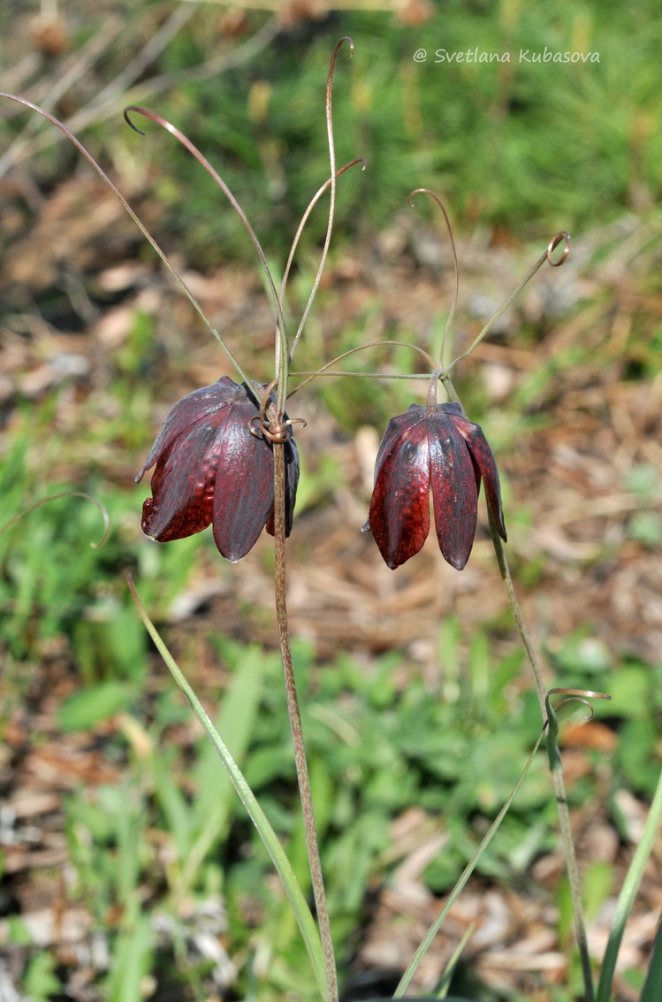 Image of Fritillaria ruthenica specimen.