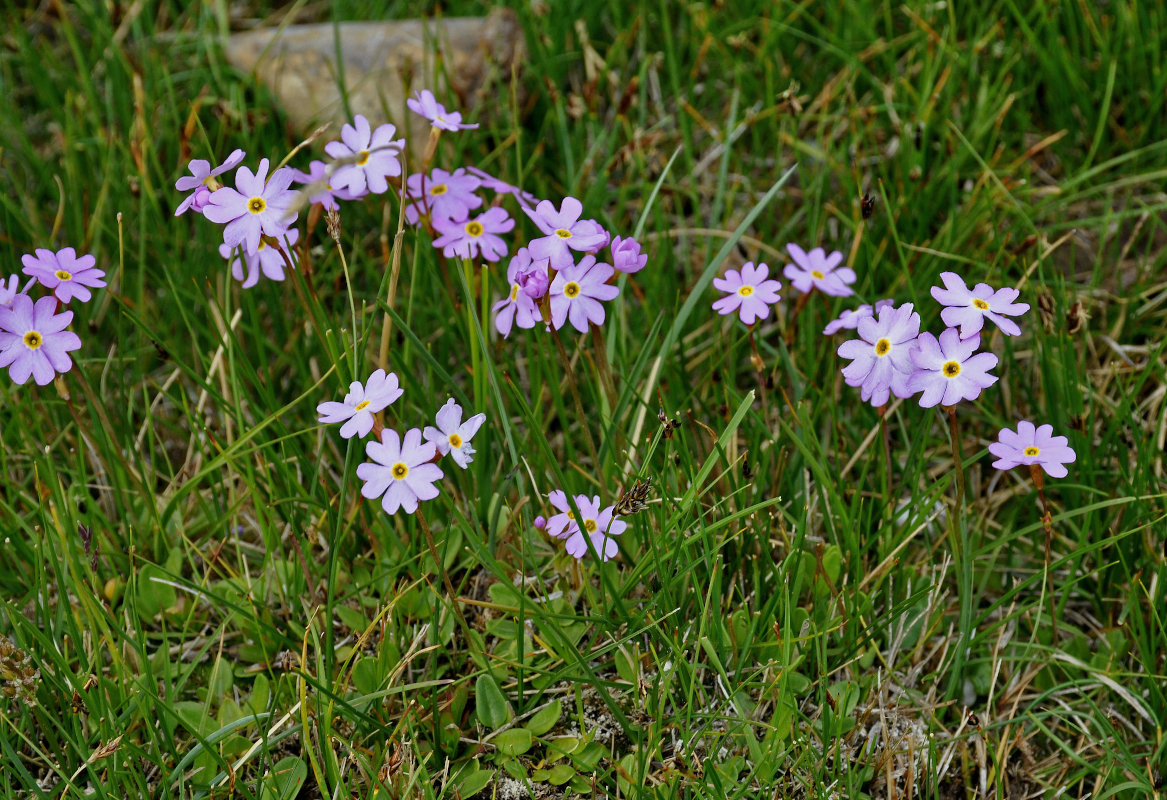 Изображение особи Primula nutans.