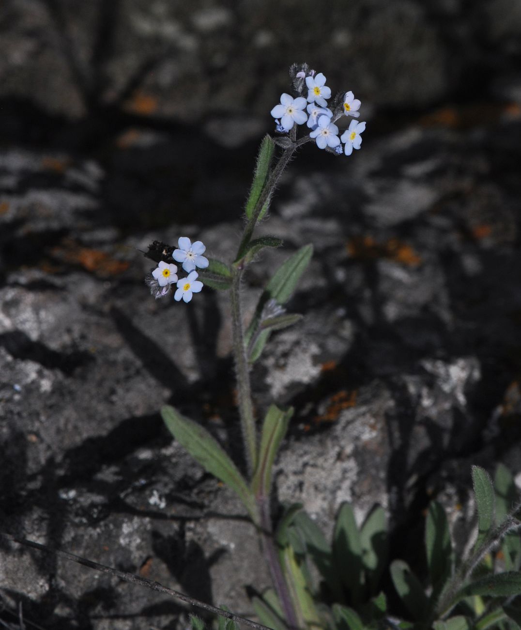 Image of genus Myosotis specimen.