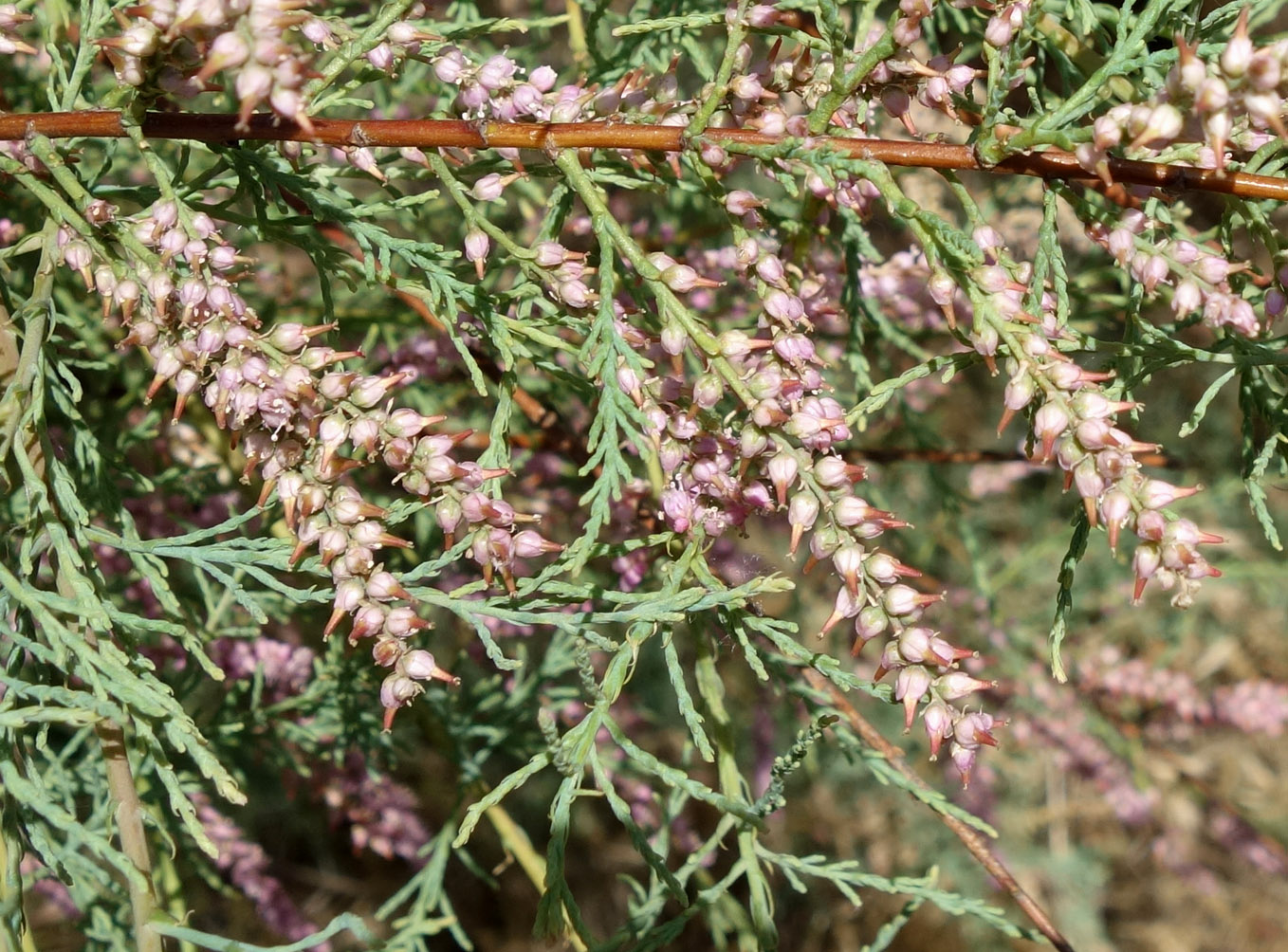 Image of genus Tamarix specimen.