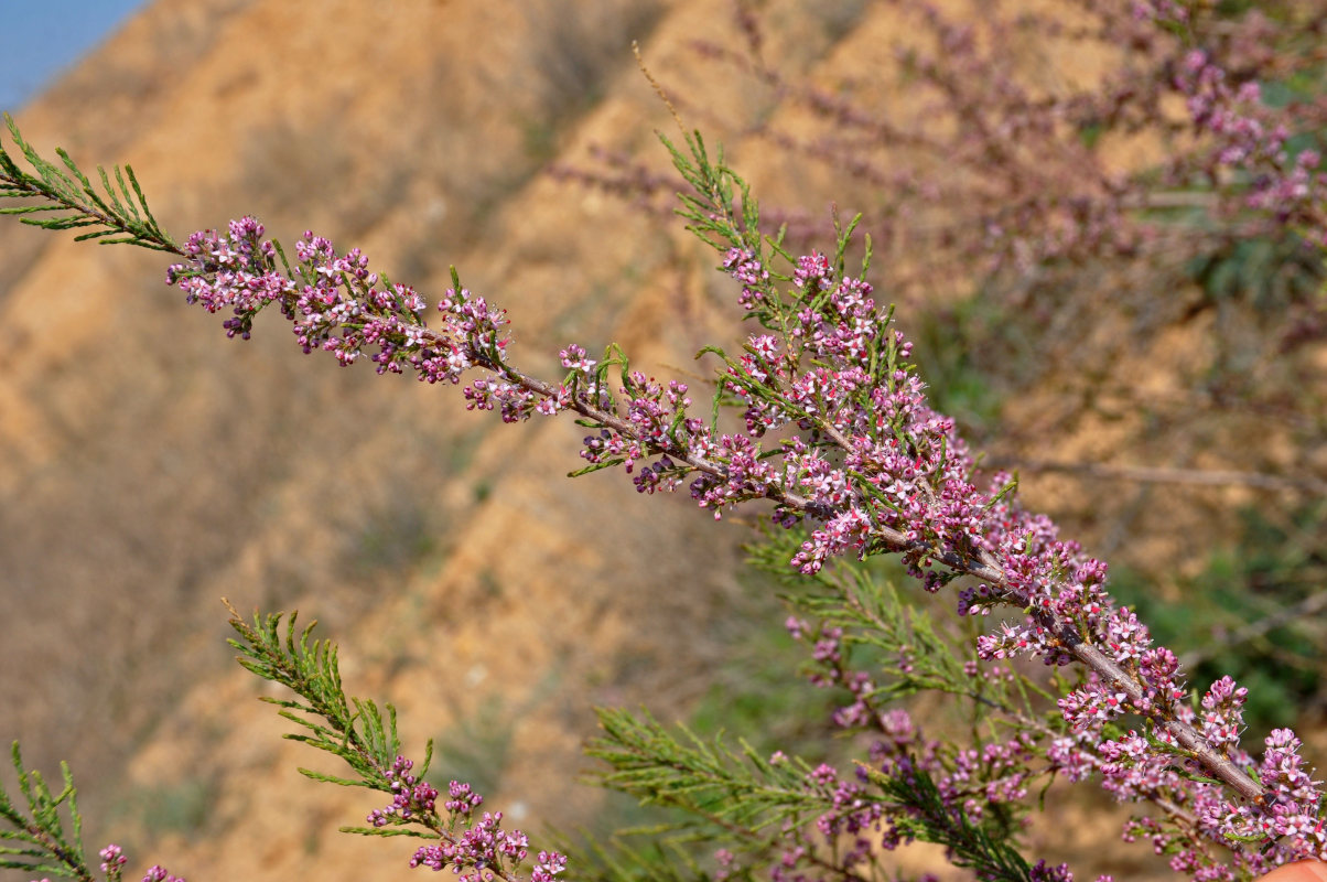 Image of Tamarix laxa specimen.