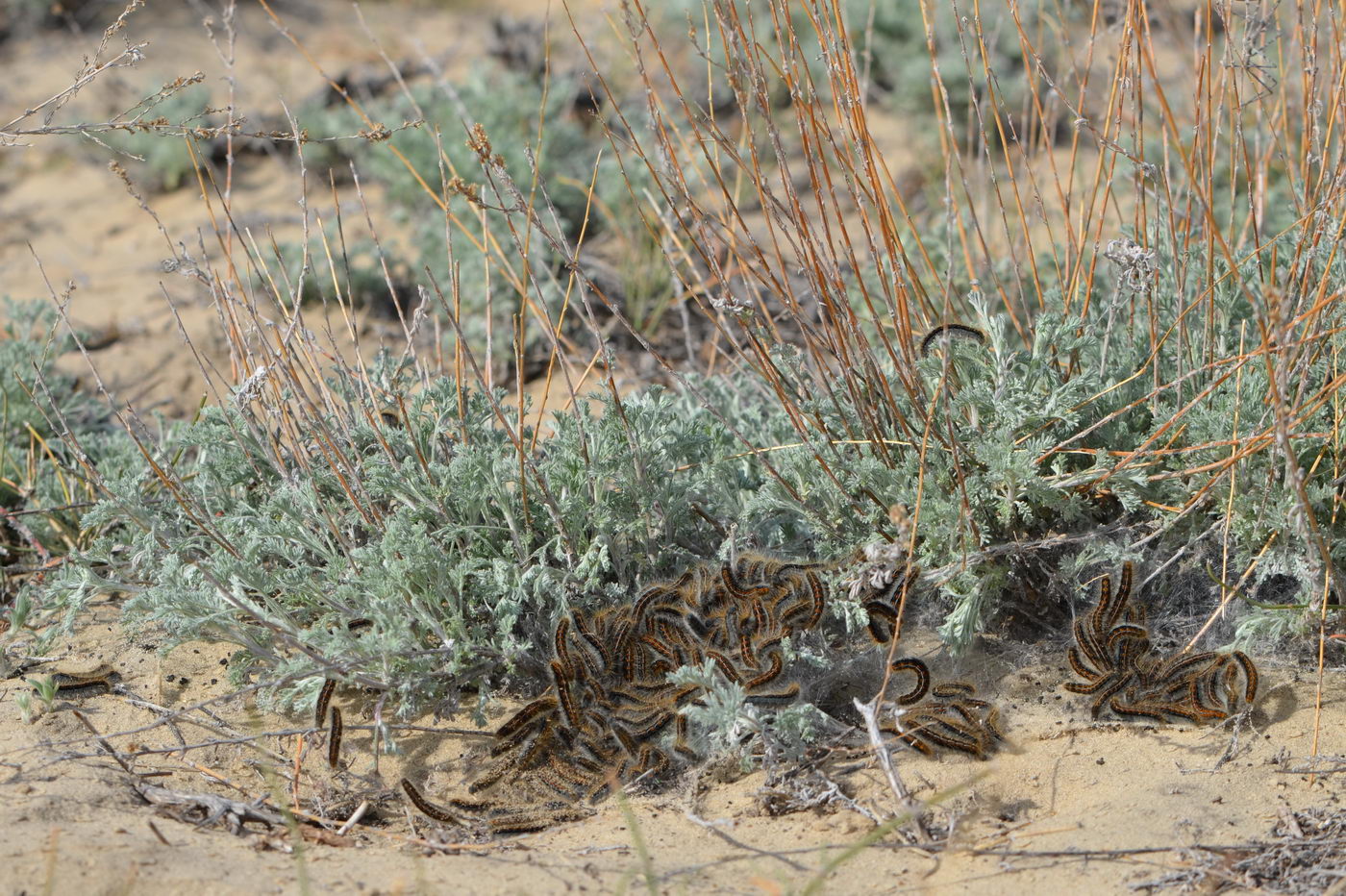 Image of Artemisia nitrosa specimen.