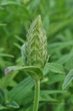 Nepeta nervosa