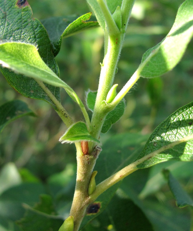 Image of Salix gmelinii specimen.