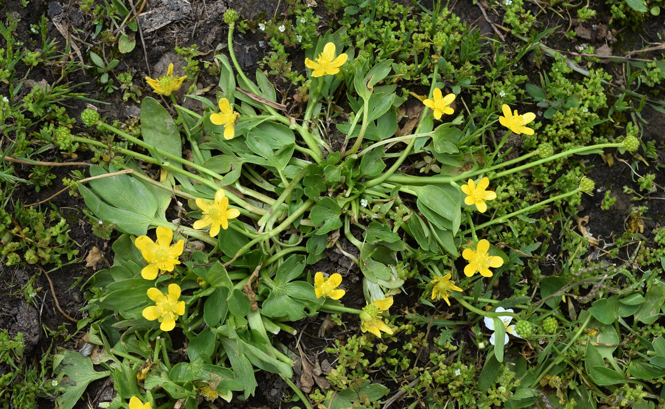 Изображение особи Ranunculus talassicus.