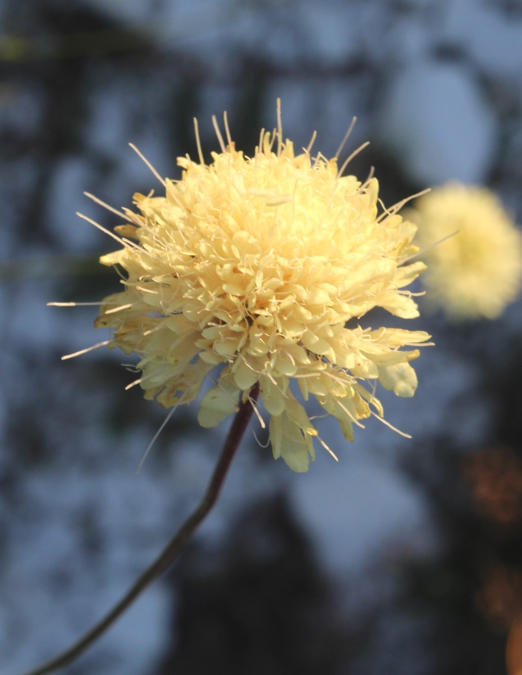 Изображение особи Cephalaria uralensis.