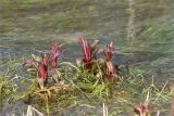 Epilobium hirsutum